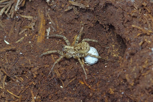 Drumming Sword Wolf Spider photo 4