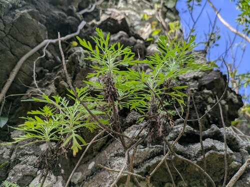 Artemisia australis observed 2025-02-24