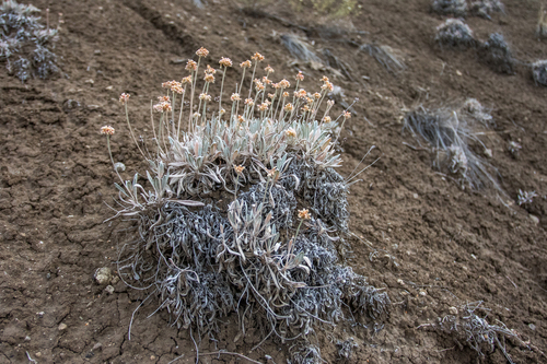 Brandegee's buckwheat (Eriogonum brandegeei)