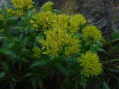 Rhodiola