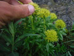 Rhodiola