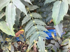 Berberis × hortensis