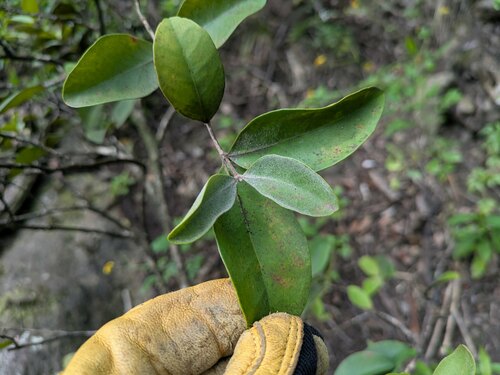 Eugenia reinwardtiana observed 2025-02-24
