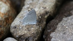 Celastrina echo cinerea