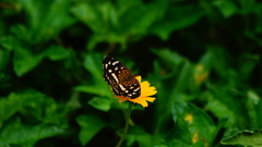 Anthanassa tulcis
