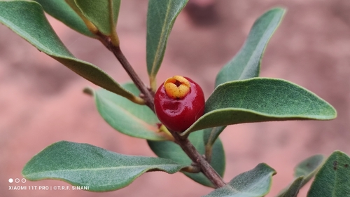 Image of Eugenia punicifolia by (c) Thomaz Ricardo Favreto Sinani, some rights reserved (CC BY)