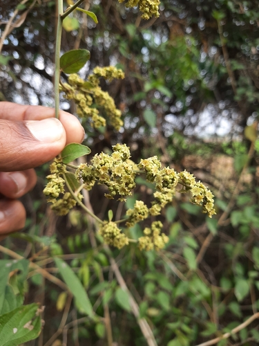 Ventilago madraspatana observed 2025-02-27