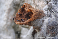 Lestrimelitta niitkib