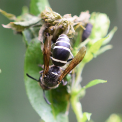 Euodynerus leucomelas