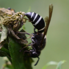 Euodynerus leucomelas