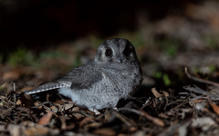 Australian Owlet-Nightjar photo 1