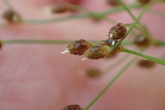 Fimbristylis quinquangularis quinquangularis