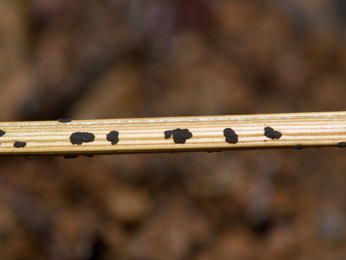 Representative image of Arthrinium sporophleum