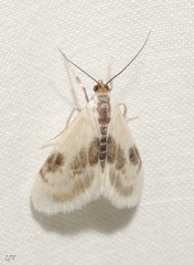 Cliniodes ostreonalis