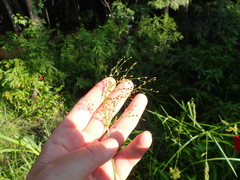 Fimbristylis quinquangularis quinquangularis