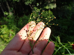Fimbristylis quinquangularis quinquangularis