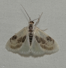 Cliniodes ostreonalis