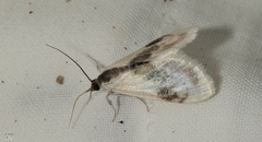 Cliniodes ostreonalis