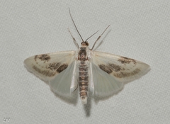 Cliniodes ostreonalis
