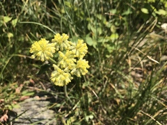 Oligogonum