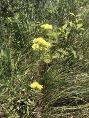 Oligogonum