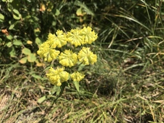 Oligogonum