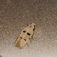 Stibaromacha ratella