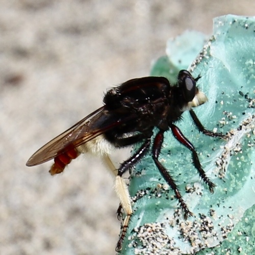 Eccritosia barbata