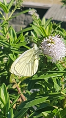 Pieris napi