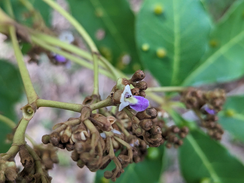 Vitex doniana, photograph 1
