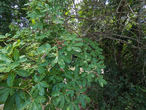 Black Plum (Vitex doniana)
