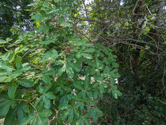 Vitex doniana