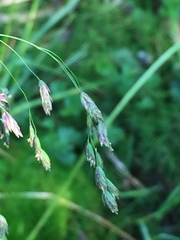Poa paucispicula