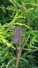 Noctua pronuba