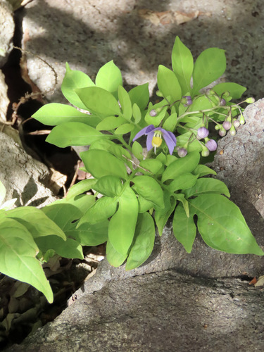 Solanum seaforthianum observed 2025-02-08
