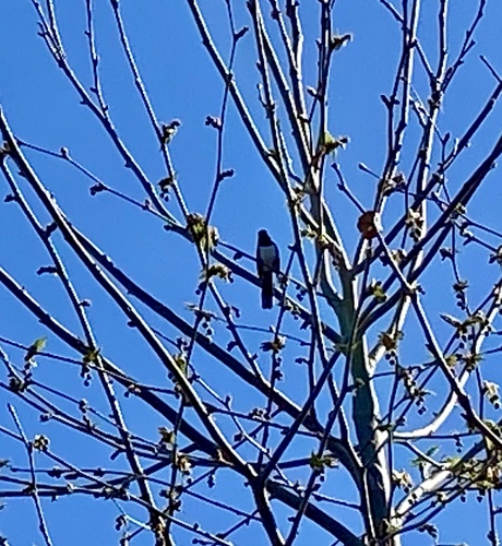 iNaturalist observation photo of Spotted Towhee