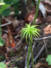 Anemonastrum richardsonii