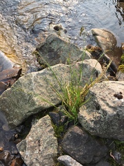 Poa paucispicula