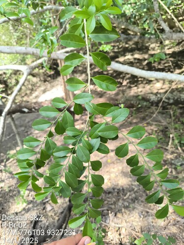 Agonandra excelsa (Agonandra excelsa)
