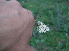 Boloria altaica