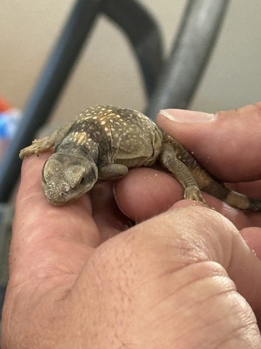 iNaturalist observation photo of Common Chuckwalla