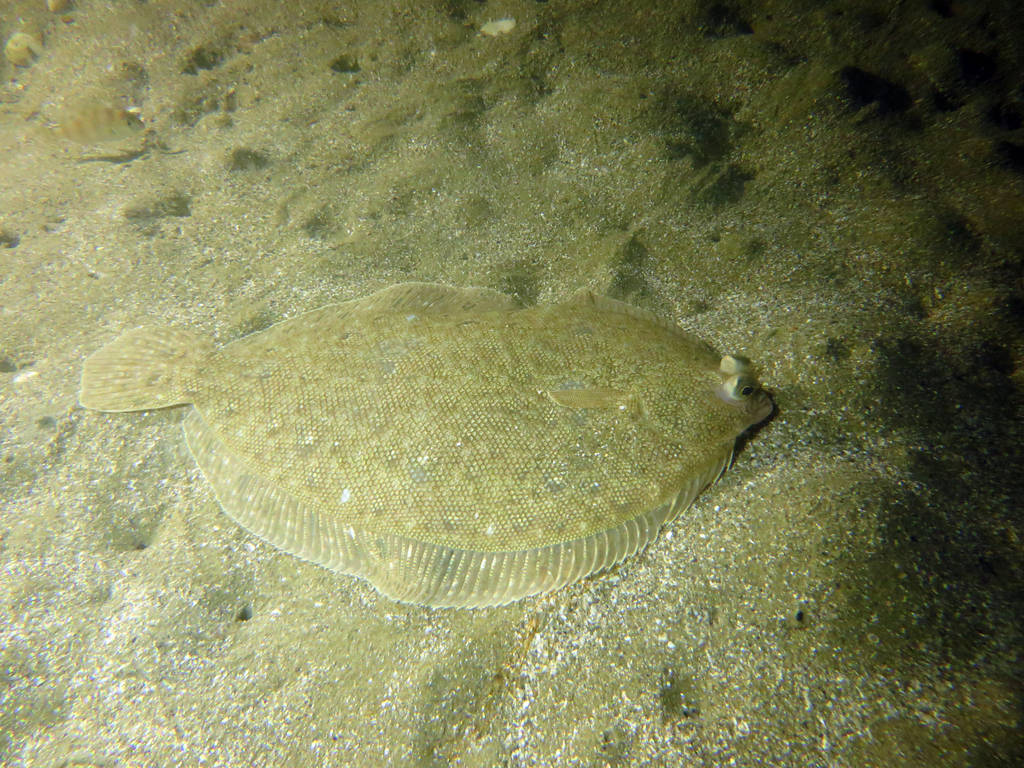 New Zealand Lemon Sole