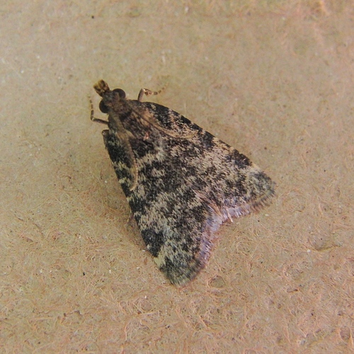 Aglossa brabanti Ragonot, 1884