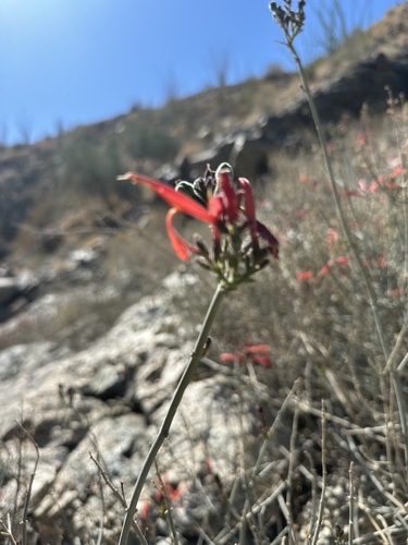 iNaturalist observation photo of chuparosa