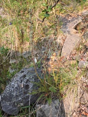Pedicularis sudetica interior