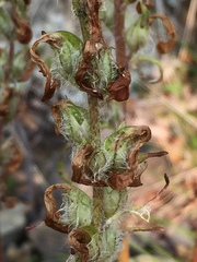 Pedicularis sudetica interior