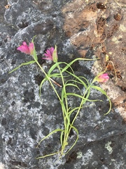 Castilleja elegans