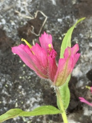 Castilleja elegans