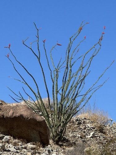 iNaturalist observation photo of ocotillo