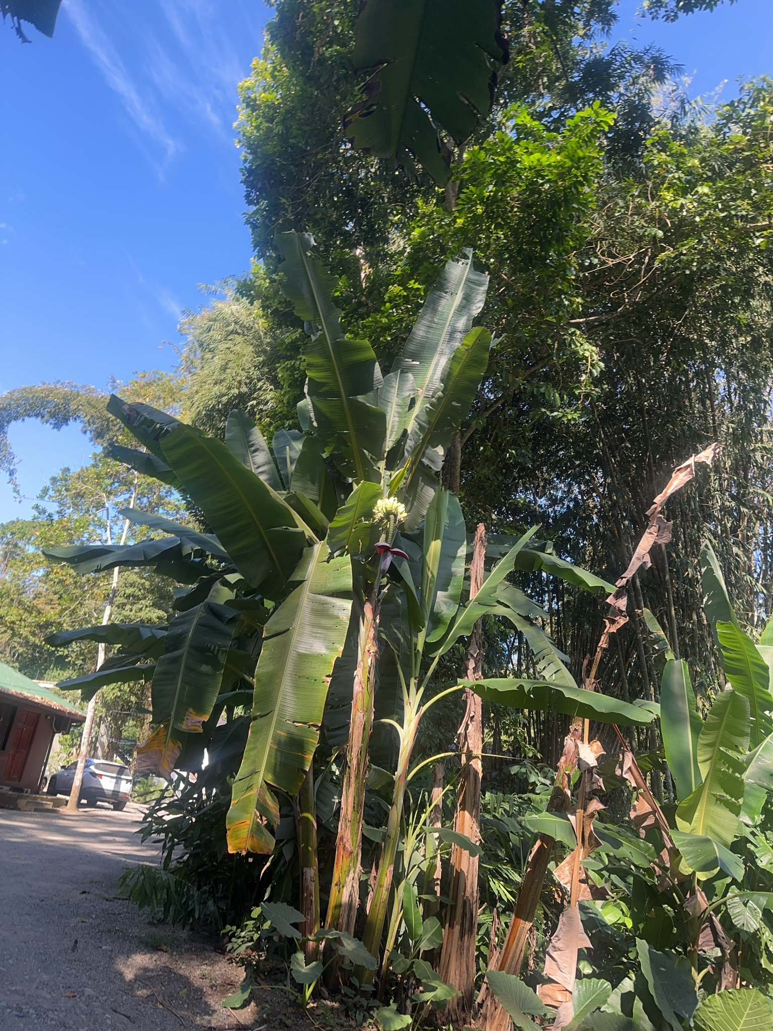 Imagem de Bananeira selvagem